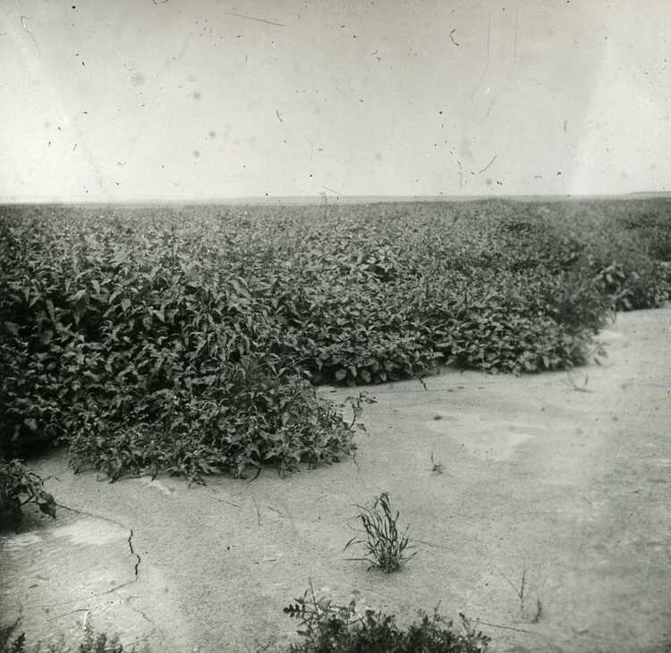 Een kale polder met lage begroeiing achter Lemmer, 1941 