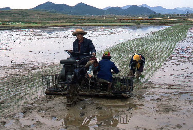 Transplanten van rijst in een van de kustgebieden van Noord Korea
