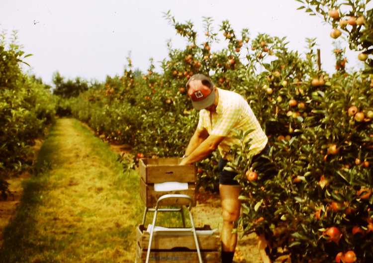 Henk Damen aan het werk in zijn eigen fruitboomgaard in Oostelijk Flevoland,