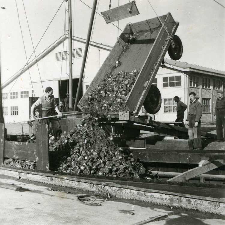 Suikerbieten laden Emmeloord, 1949 