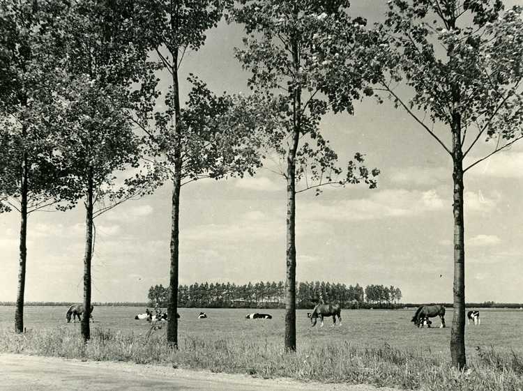 Landschap Noordoostpolder 1951