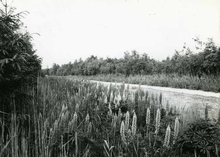 Oostelijk Flevoland, 13 juni 1975. Bloeiende lupine op kavel P 93 in de Abbert (Fotocollectie RIJP; Potuyt - 9052342). 