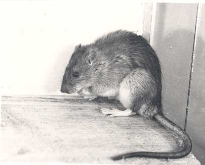 rat in de NOP