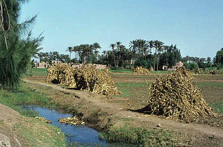 Figuur 3 Landschap in de Nijl delta