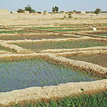 Foto 2 Geirrigeerde rijst in de binnen delta van de Niger river