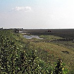 Kwelplekken aan de polderkant van de dijk van de Pardina polder