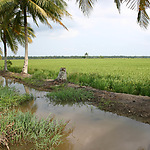 Rijstoogst Indonesische kustgebieden