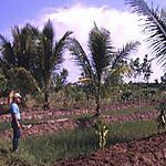  Verbouw van rijst en kokosnoten Indonesië