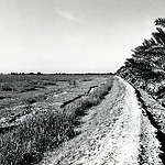 Dijkje rond polder met palmbomen in de omgeving van Abadan