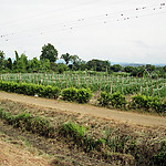 Tuinbouw in het RUT Irrigatie District