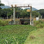 Beweegbare stuw in een van de irrigatie kanalen volgegroeid met waterhyacinten