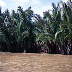 Nipa palmen langs een van de riviertakken in de Mekong Delta. 