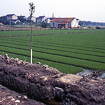 Opkweken van rijstplantjes in een polder bij de Yangtze rivier