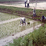 Transplanten van rijstplantjes in een polder