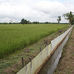 Rijstveld in het voorbeeld gebied bij primair kanaal 6