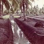 Palmbomen op verhoogde bedden in een polder