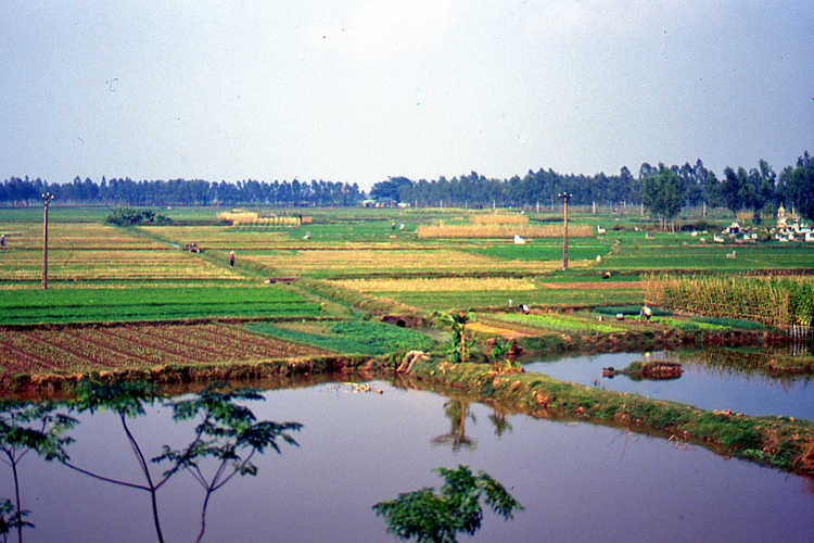 Rijstvelden in de Rode rivier bij Hanoi