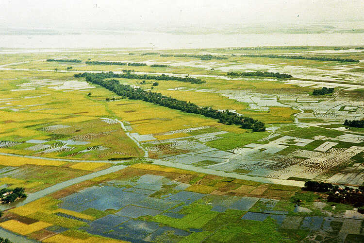 Luchtfoto van rijstpolders in Bangladesh